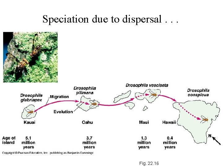 Speciation due to dispersal. . . Fig. 22. 16 