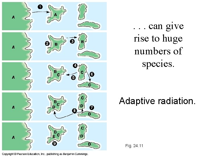 . . . can give rise to huge numbers of species. Adaptive radiation. Fig.