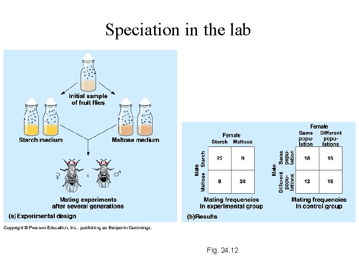 Speciation in the lab Fig. 24. 12 