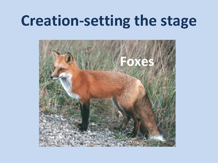 Creation-setting the stage Foxes 