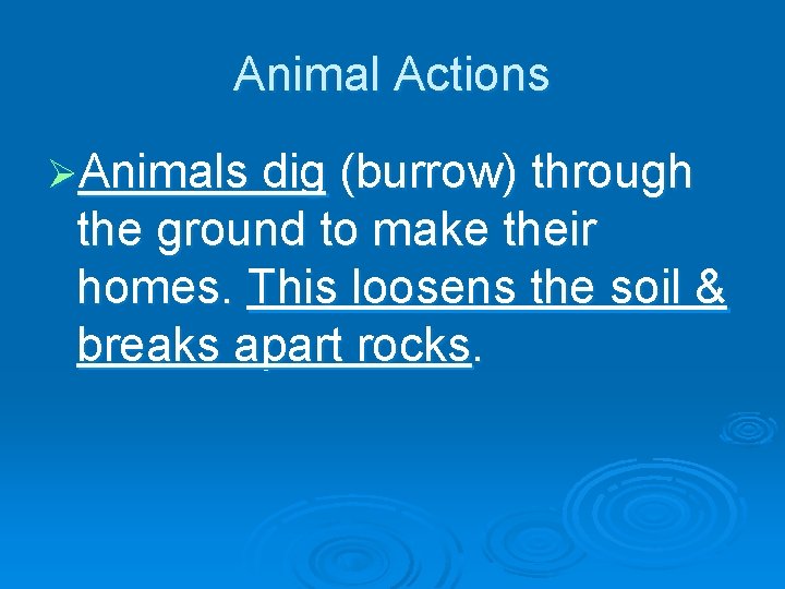 Animal Actions ØAnimals dig (burrow) through the ground to make their homes. This loosens