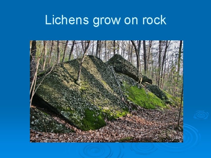 Lichens grow on rock 
