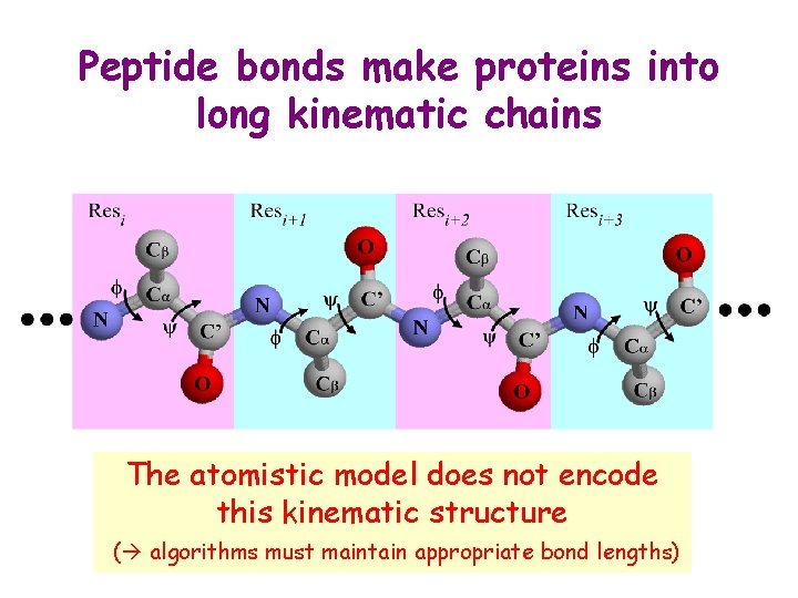 Peptide bonds make proteins into long kinematic chains The atomistic model does not encode