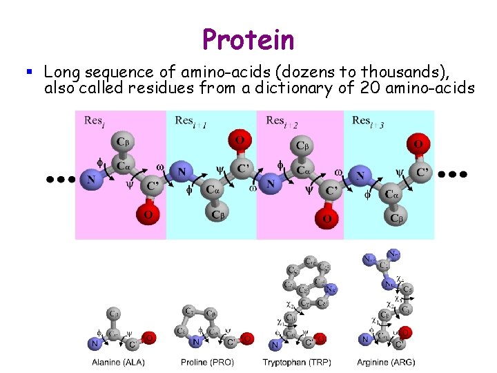 Protein § Long sequence of amino-acids (dozens to thousands), also called residues from a