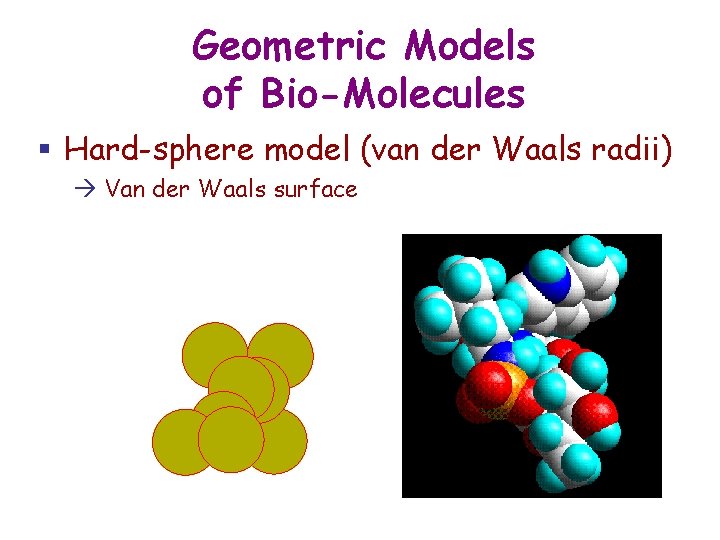 Geometric Models of Bio-Molecules § Hard-sphere model (van der Waals radii) Van der Waals