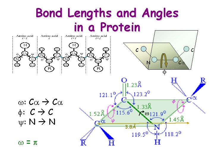 Bond Lengths and Angles in a Protein C C N Ca f w: Ca