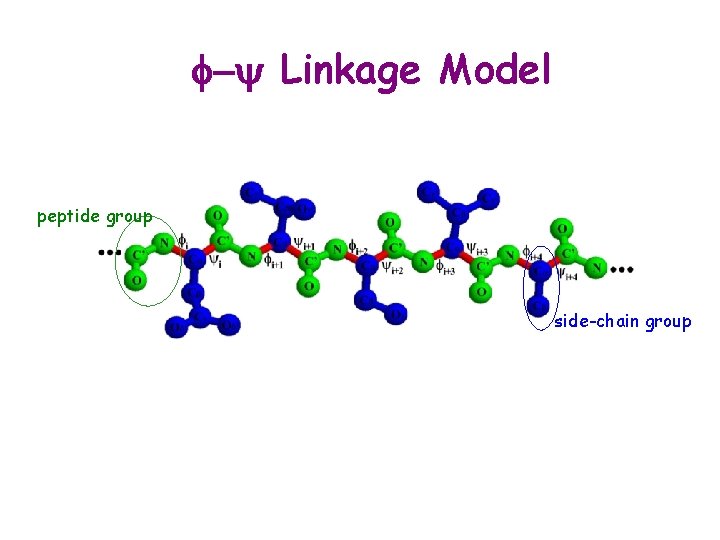 f-y Linkage Model peptide group side-chain group 