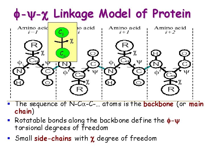 f-y-c Linkage Model of Protein Cb c c c Ca c c § The