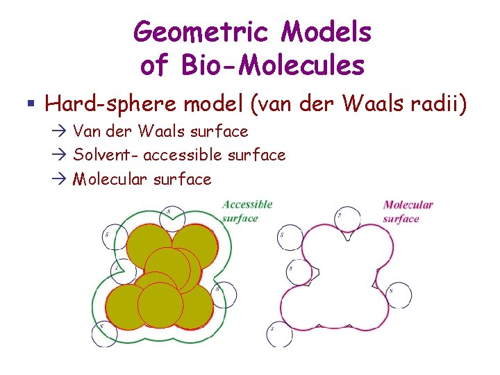 Geometric Models of Bio-Molecules § Hard-sphere model (van der Waals radii) Van der Waals