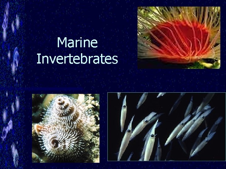 Marine Invertebrates 