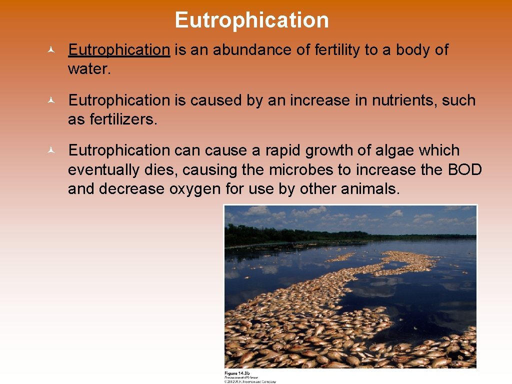 Eutrophication © Eutrophication is an abundance of fertility to a body of water. ©