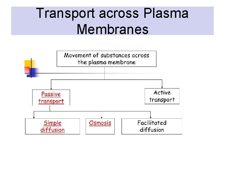 Transport across Plasma Membranes 