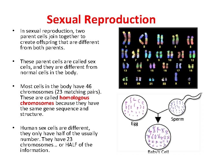 Sexual Reproduction • In sexual reproduction, two parent cells join together to create offspring