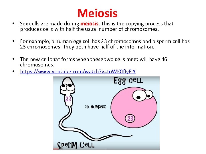 Meiosis • Sex cells are made during meiosis. This is the copying process that