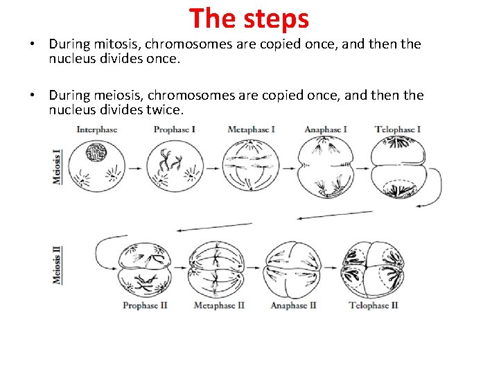 The steps • During mitosis, chromosomes are copied once, and then the nucleus divides
