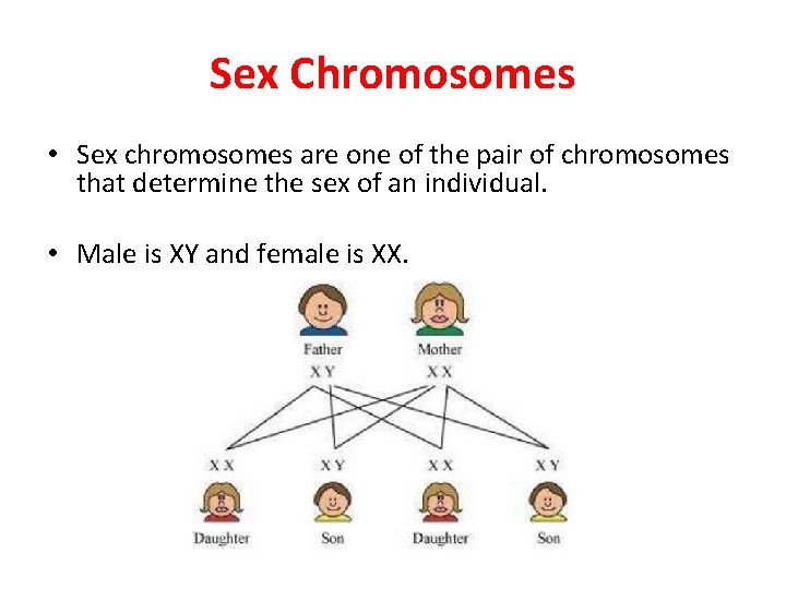 Sex Chromosomes • Sex chromosomes are one of the pair of chromosomes that determine