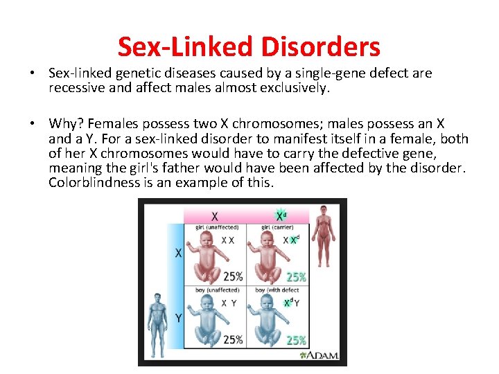 Sex-Linked Disorders • Sex-linked genetic diseases caused by a single-gene defect are recessive and