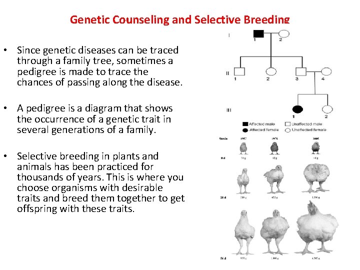 Genetic Counseling and Selective Breeding • Since genetic diseases can be traced through a