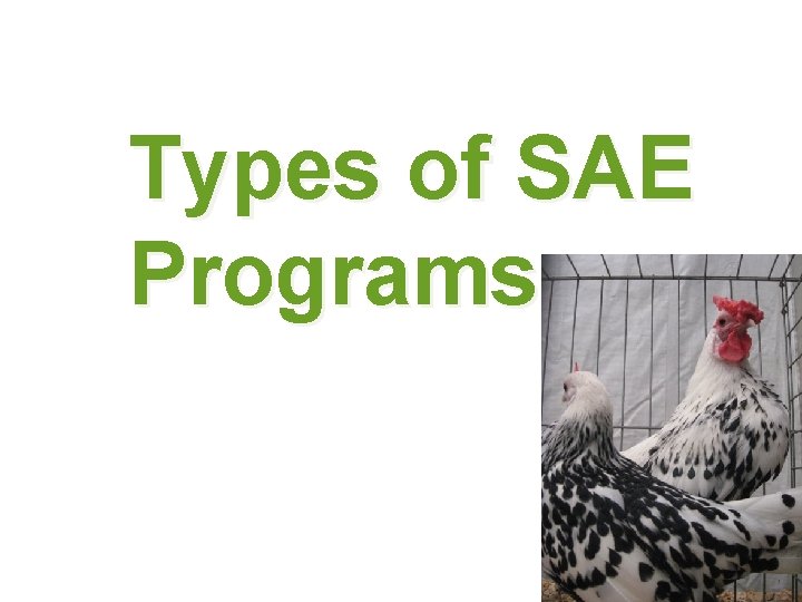 Types of SAE Programs 