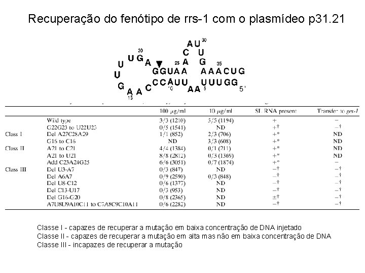 Recuperação do fenótipo de rrs-1 com o plasmídeo p 31. 21 Classe I -
