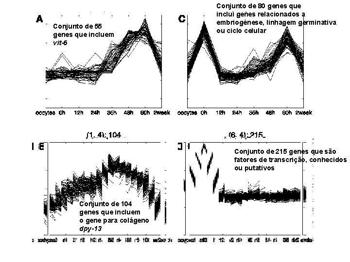 Conjunto de 55 genes que incluem vit-6 Conjunto de 80 genes que inclui genes