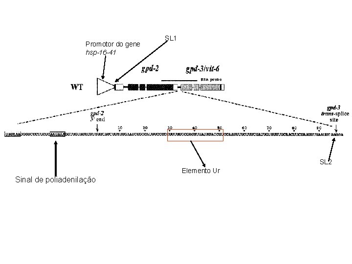 Promotor do gene hsp-16 -41 SL 2 Elemento Ur Sinal de poliadenilação 