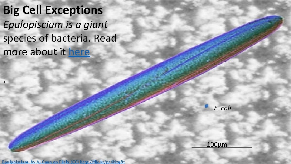 Big Cell Exceptions Epulopiscium is a giant species of bacteria. Read more about it