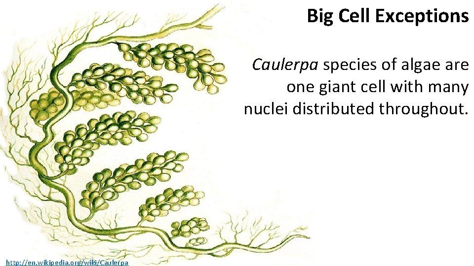 Big Cell Exceptions Caulerpa species of algae are one giant cell with many nuclei