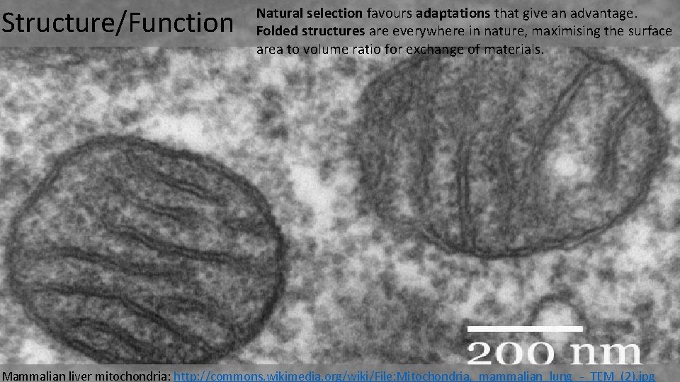 Structure/Function Natural selection favours adaptations that give an advantage. Folded structures are everywhere in