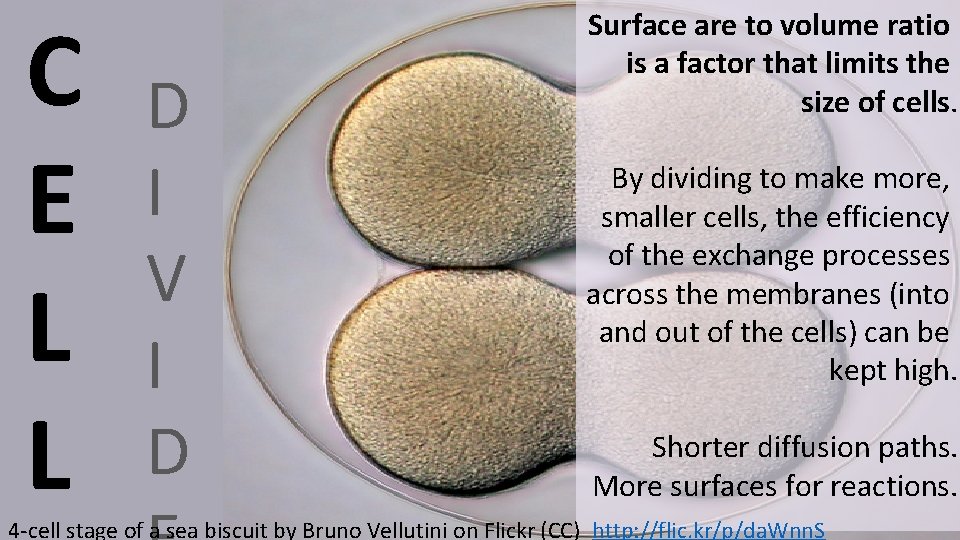 C E L L D I V I D Surface are to volume ratio