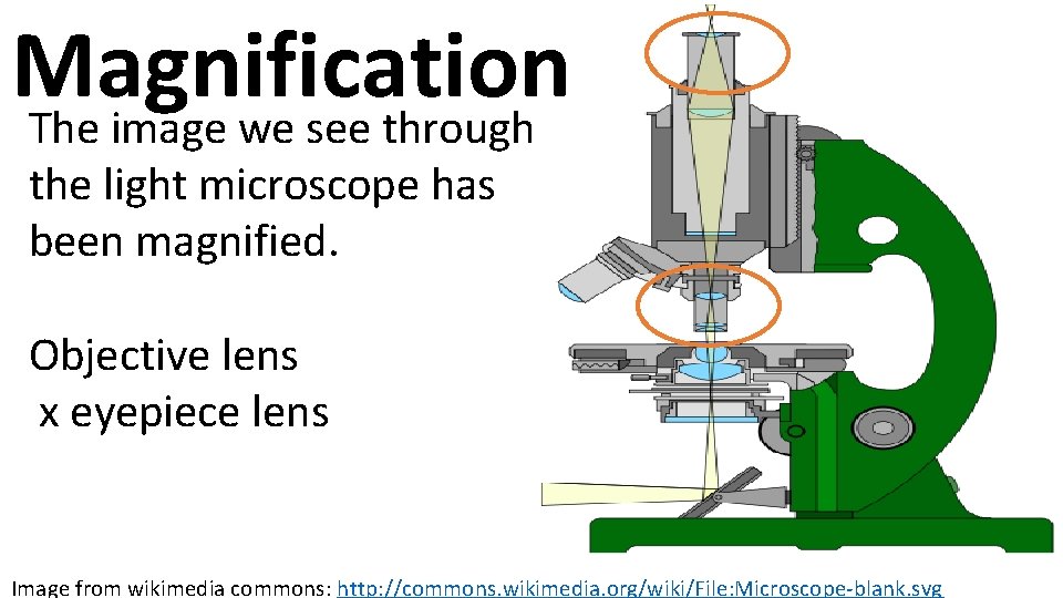 Magnification The image we see through the light microscope has been magnified. Objective lens
