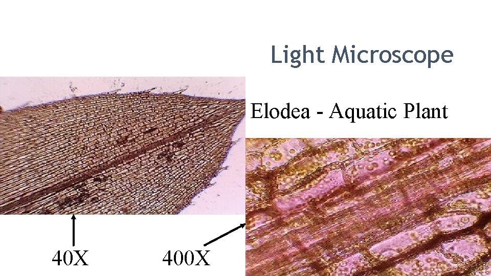 Light Microscope Elodea - Aquatic Plant 40 X 400 X 