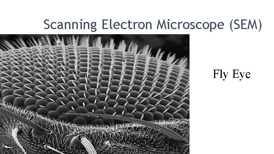 Scanning Electron Microscope (SEM) Fly Eye 