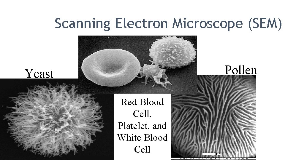 Scanning Electron Microscope (SEM) Pollen Yeast Red Blood Cell, Platelet, and White Blood Cell