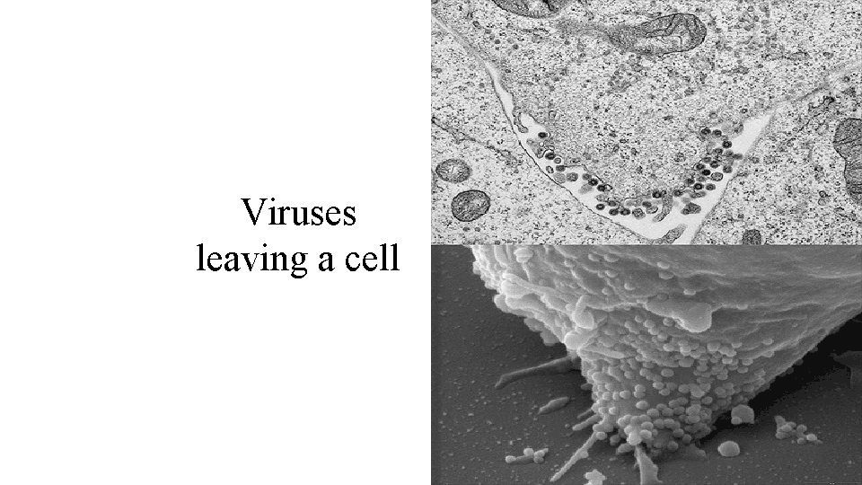 TEM vs. SEM Viruses leaving a cell 