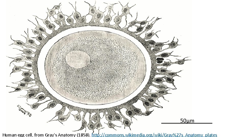 50μm Human egg cell, from Gray’s Anatomy (1858). http: //commons. wikimedia. org/wiki/Gray%27 s_Anatomy_plates 