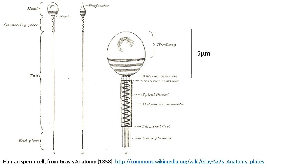 5μm Human sperm cell, from Gray’s Anatomy (1858). http: //commons. wikimedia. org/wiki/Gray%27 s_Anatomy_plates 