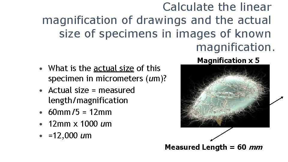 Calculate the linear magnification of drawings and the actual size of specimens in images