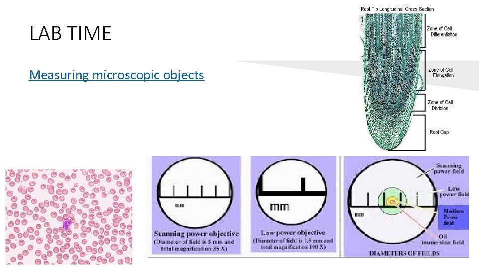 LAB TIME Measuring microscopic objects 