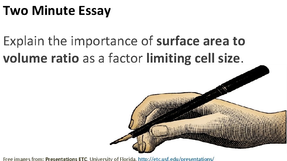 Two Minute Essay Explain the importance of surface area to volume ratio as a