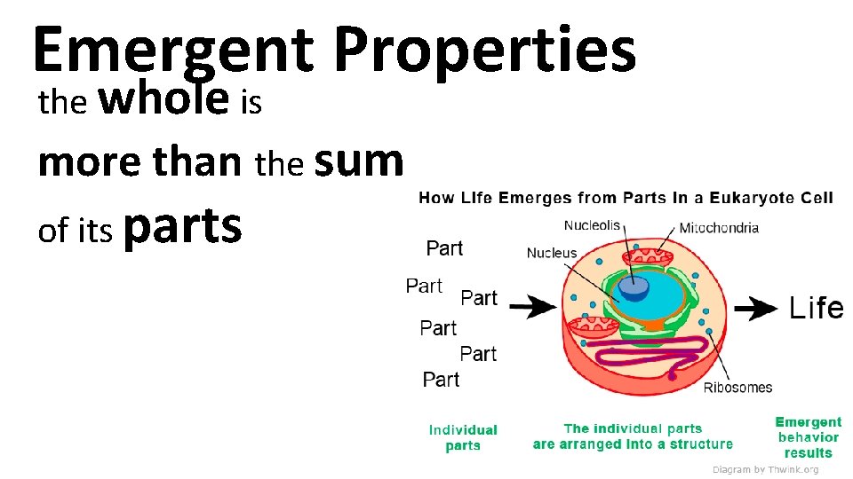 Emergent Properties the whole is more than the sum of its parts 