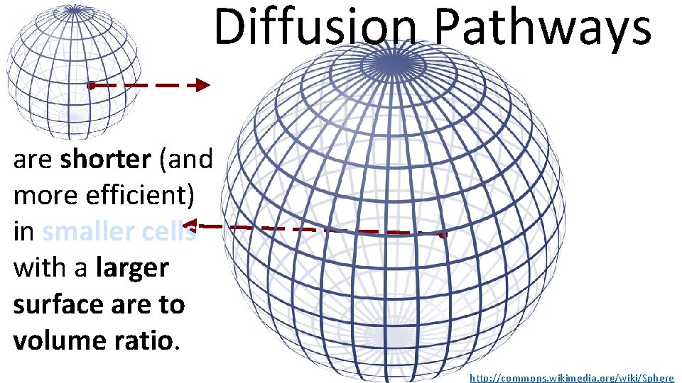 Diffusion Pathways are shorter (and more efficient) in smaller cells with a larger surface