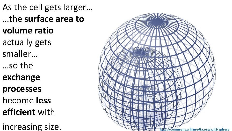 As the cell gets larger… …the surface area to volume ratio actually gets smaller…