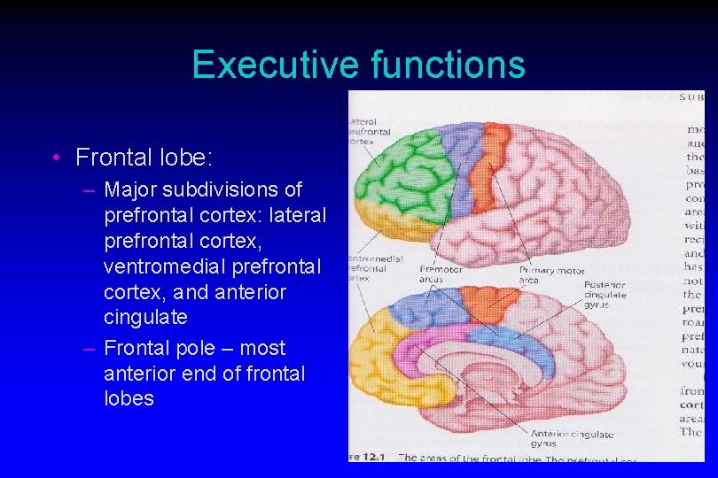 Executive functions • Frontal lobe: – Major subdivisions of prefrontal cortex: lateral prefrontal cortex,