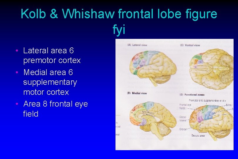 Kolb & Whishaw frontal lobe figure fyi • Lateral area 6 premotor cortex •