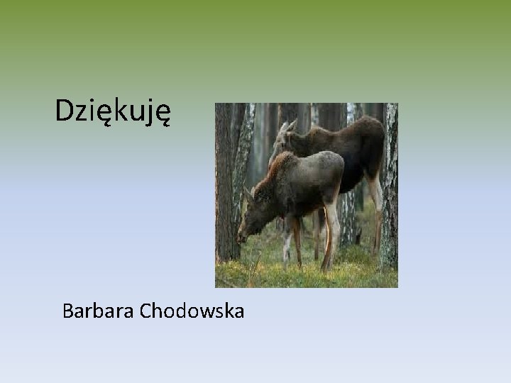 Dziękuję Barbara Chodowska 