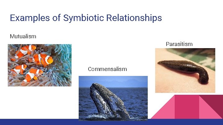 Examples of Symbiotic Relationships Mutualism Parasitism Commensalism 