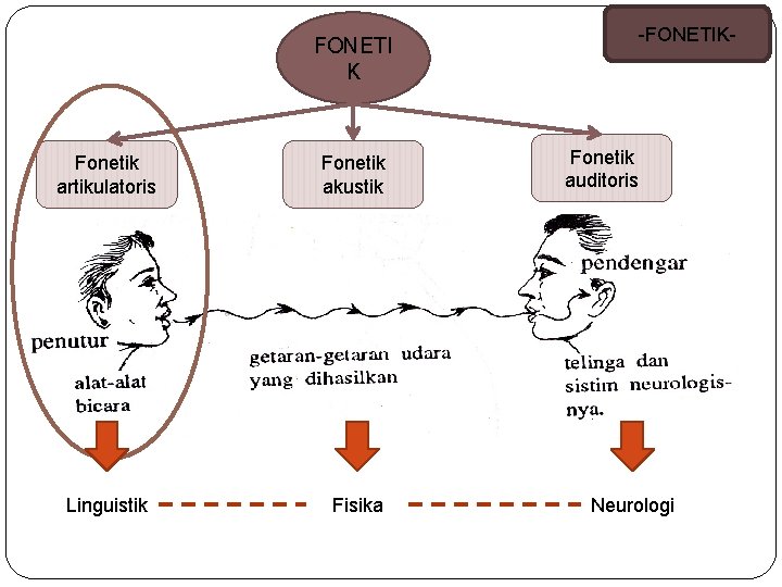 FONETI K Fonetik artikulatoris Fonetik akustik Linguistik Fisika -FONETIK- Fonetik auditoris Neurologi 