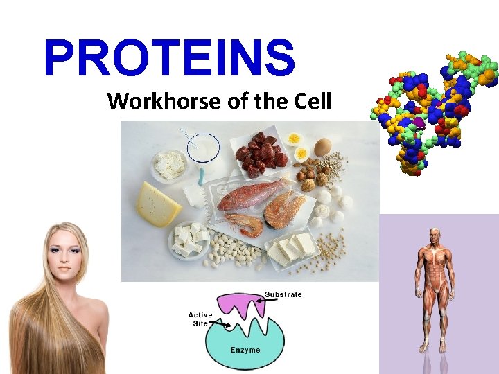 PROTEINS Workhorse of the Cell 