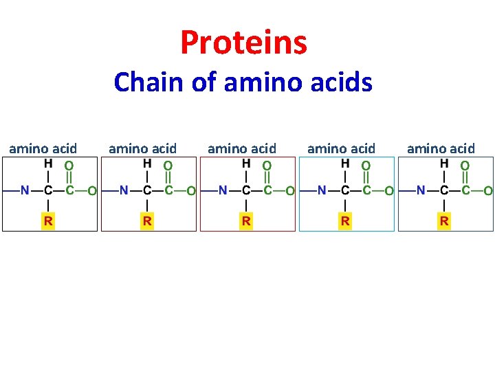 Proteins Chain of amino acids amino acid amino acid 